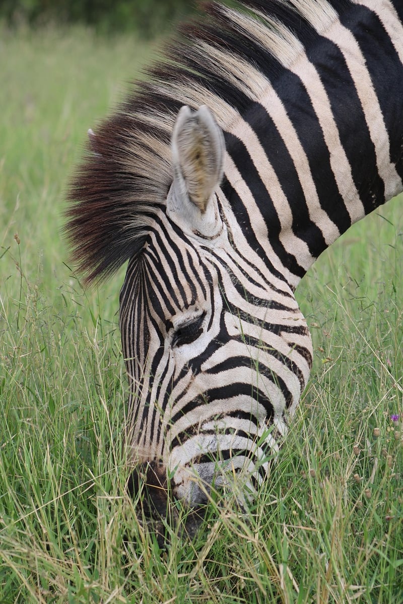 Zebra in the Savannah